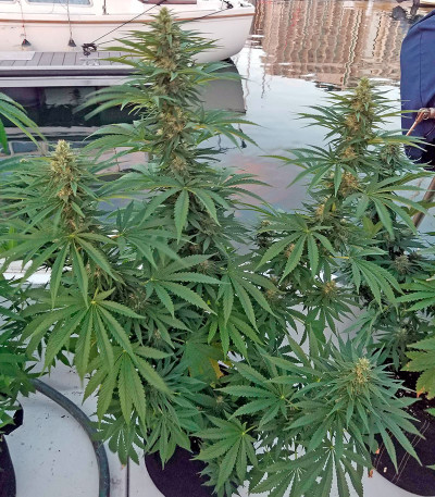 Семена сорта Strawberry Amnesia fem (Dinafem Seeds)