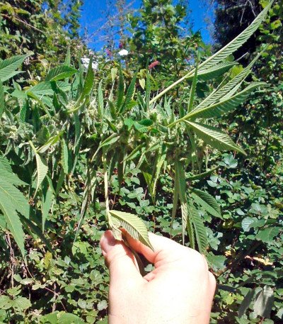 Семена сорта Trainwreck fem (Humboldt Seeds)