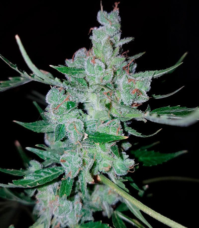 Семена сорта White Widow Original Auto fem (Sumo Seeds)