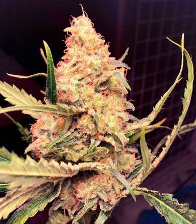 Семена сорта Za-Za OG fem (Herbies Seeds)