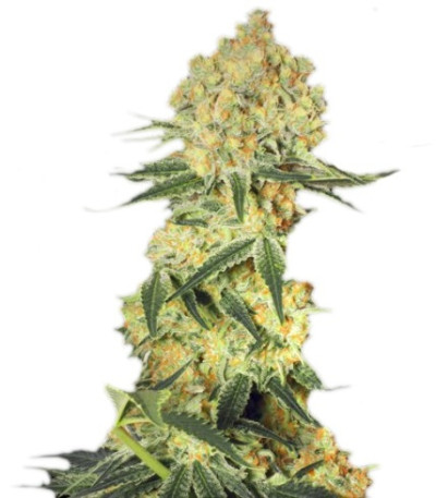 Семена сорта Auto Wappa fem (Paradise Seeds)