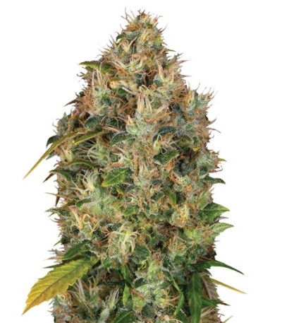 Семена сорта Dutch Kush fem (Paradise Seeds)