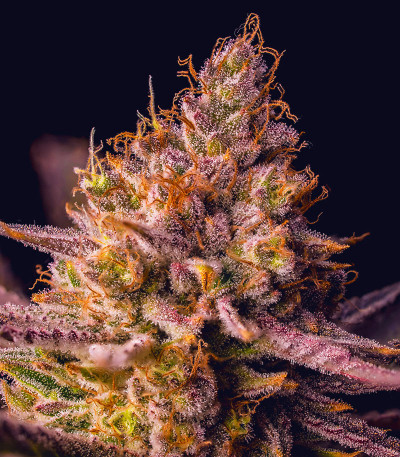 Семена сорта Blueberry Muffin fem (Humboldt Seed Company)