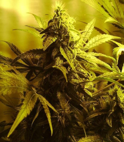 Семена сорта White Widow fem (Green House Seeds)