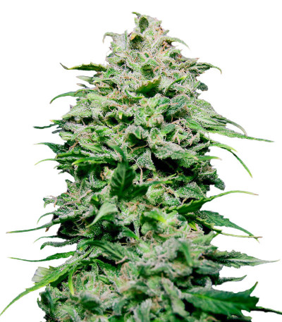 Семена сорта Chem Bomb Auto fem (Humboldt Seed Organization)