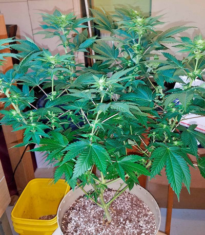 Семена сорта Wembley fem (Pyramid Seeds)