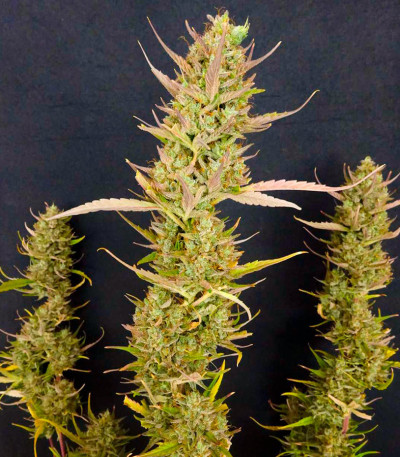 Семена сорта Black Orchid fem (Original Sensible Seeds)