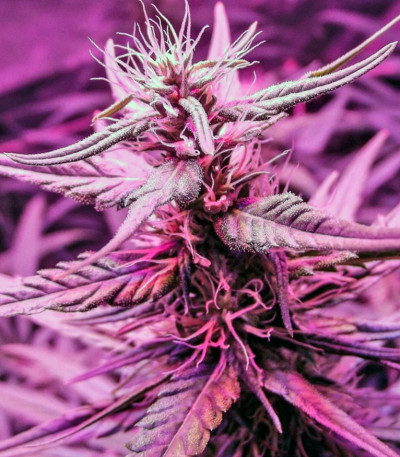 Сорт марихуаны Desfrán