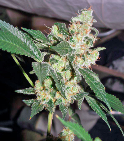Семена сорта Diesel fem (Dinafem Seeds)