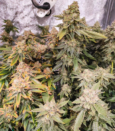 Семена сорта LSD fem (Barney's Farm)