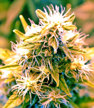 Семена сорта Lowryder Auto reg (Doctor’s Choice)