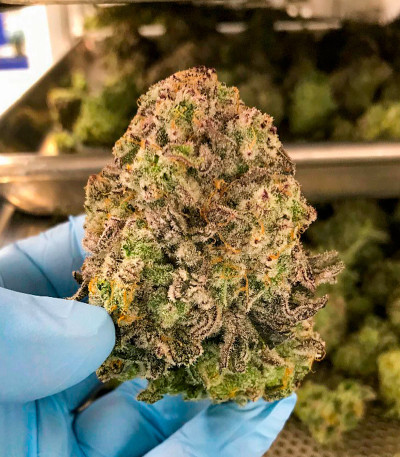 Семена сорта Miracle Alien Cookies fem (7CH American)