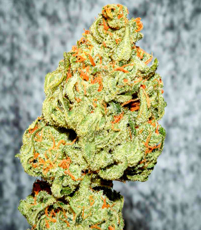 Семена сорта Shiskaberry fem (Семяныч)