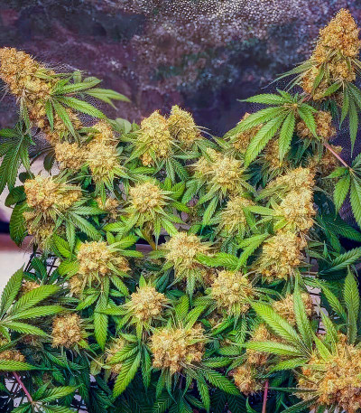 Семена сорта Slightly Stoopid Fruits fem (Humboldt Seed Company)