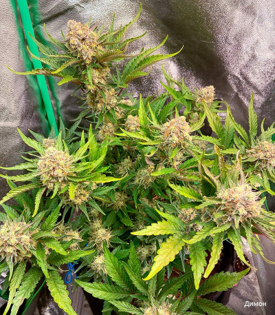 Семена сорта Tangie Auto fem