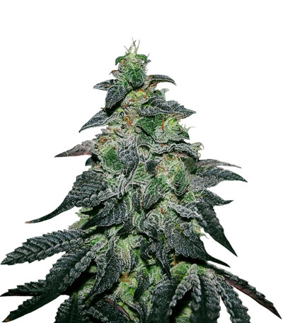 Семена сорта Golosa fem (Delicious Seeds)