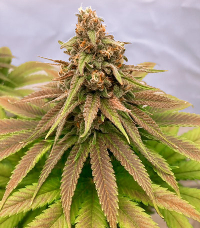Семена сорта Chemical Bride fem (Green House Seeds)