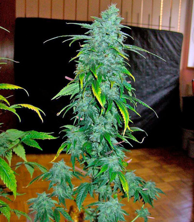 Семена сорта Ganesh reg (Mandala Seeds)
