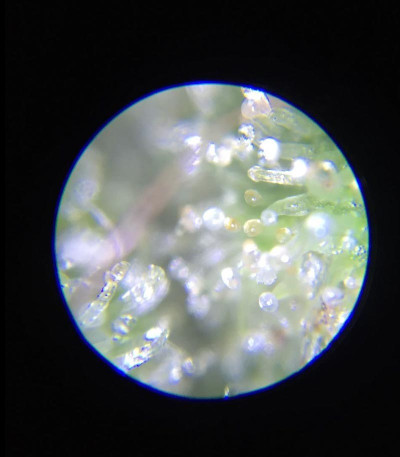 Семена сорта Krippleberry Auto fem (Dr. Krippling Seeds)