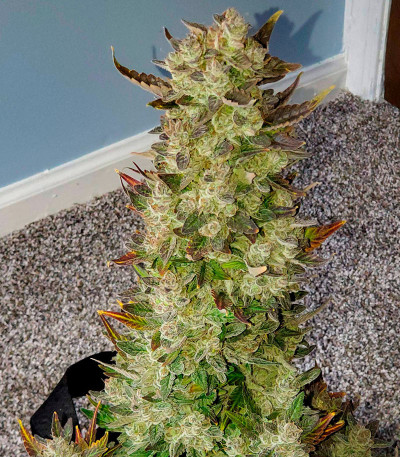 Семена сорта LSD 2 Auto fem (Семяныч)