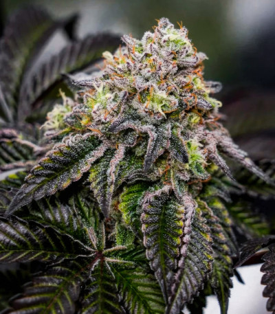 Семена сорта La Bomba fem (Compound Genetics)