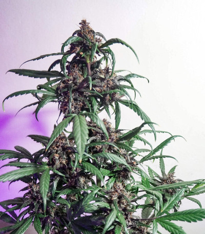 Семена сорта Auto Purple fem (Pyramid Seeds)