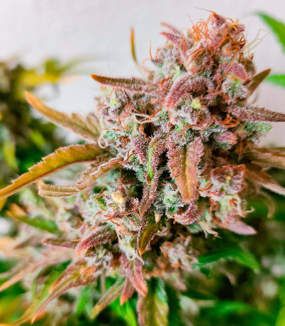 Семена сорта Crime Caramel 2 Auto fem (Семяныч)