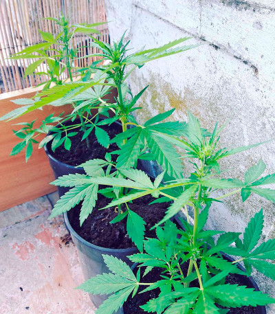 Семена сорта White Widow fem (00 Seeds)