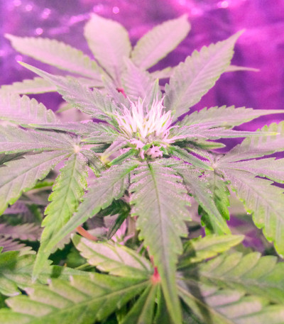 Семена сорта Auto Dark Purple fem (Delicious Seeds)