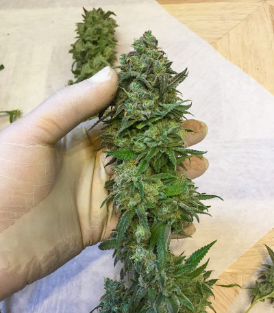 Семена сорта Gorilla Glue # 4 fem (Cali Buds Seeds)