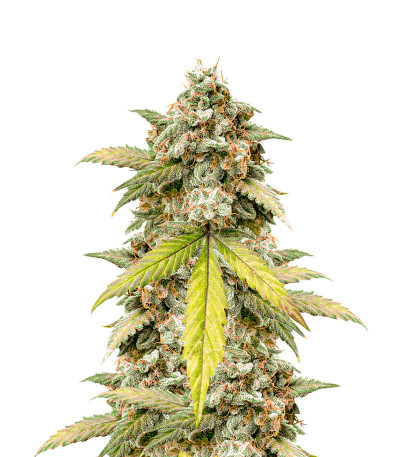 Семена сорта Zkittlez Auto fem (FastBuds)