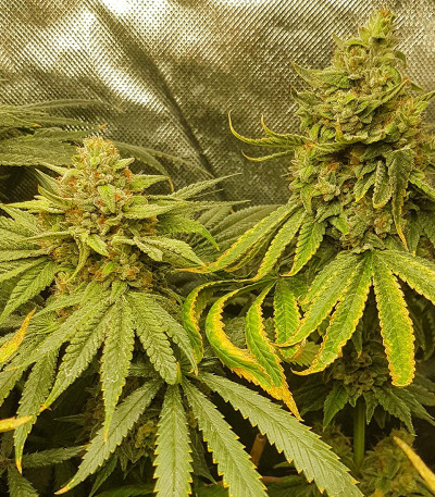 Семена сорта Gorilla Fast Version fem (Семяныч)