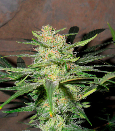 Семена сорта Fast Flowering Green Crack fem (Humboldt Seeds)