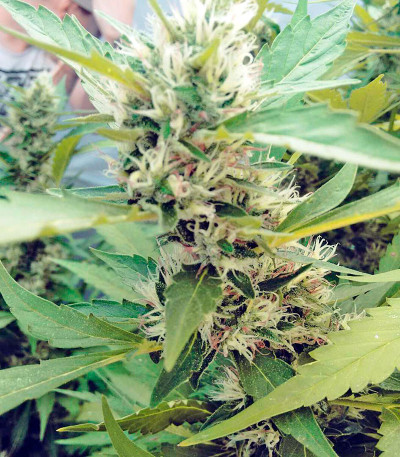 Семена сорта Moby Dick #2 fem (Dinafem Seeds)