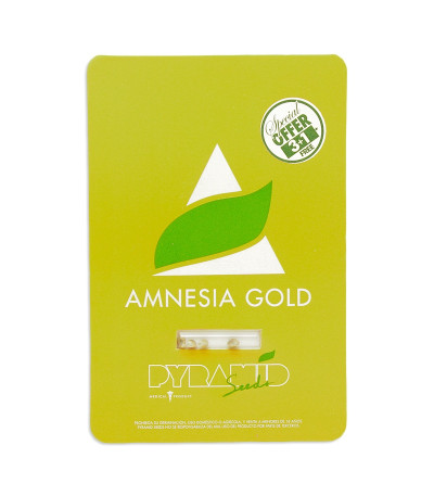 Семена сорта Amnesia Gold fem (Pyramid Seeds)