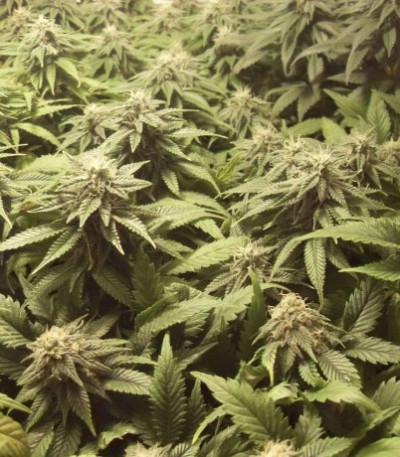 Семена сорта Bubblelicious reg (Nirvana Seeds)