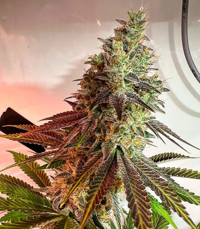 Семена сорта HighCloudZ fem (Green House Seeds)