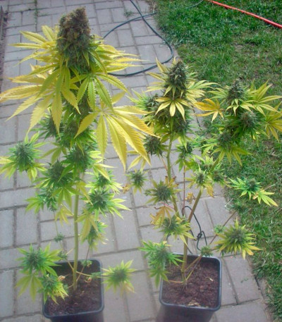 Семена сорта Skunk #1 reg (Dutch Passion)