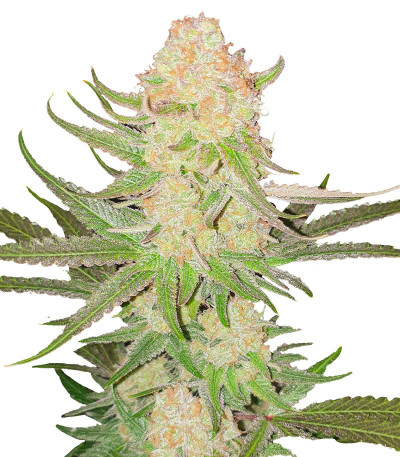 Семена сорта Power Plant X fem (Семяныч)