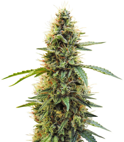 Семена сорта Aurora Green Auto fem (Sumo Seeds)