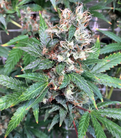 Семена сорта Kali Mist reg (Serious Seeds)
