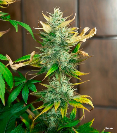 Семена сорта Strawberry Banana Auto fem (FastBuds)