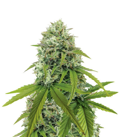 Микс семян конопли Indica Auto Mix fem (Семяныч)