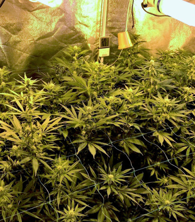 Семена сорта Gorilla Zkittlez fem (Barney's Farm)