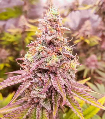 Семена сорта HighCloudZ fem (Green House Seeds)