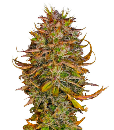 Семена сорта Blueberry OG fem (AlphaFem Seeds)