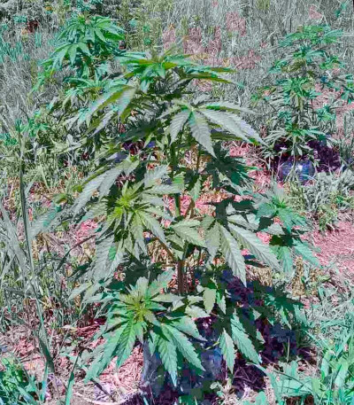 Семена сорта Sweet Skunk F1 Fast Version fem (Sweet Seeds)