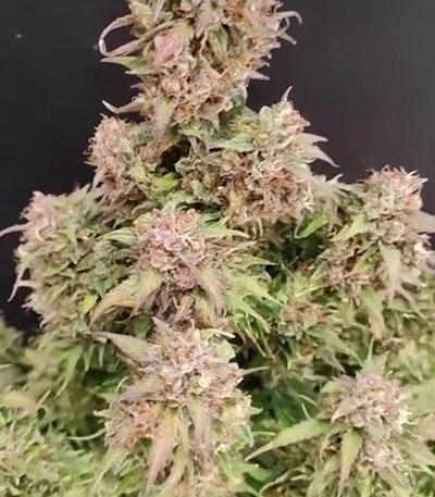 Семена сорта Mimosa Cake Auto fem
