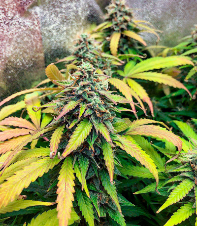 Семена сорта Auto Gorilla Blue fem (Advanced Seeds)