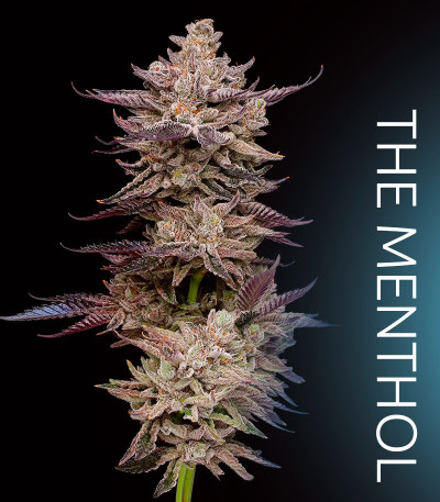 Семена сорта El Valle Haze fem (Compound Genetics)